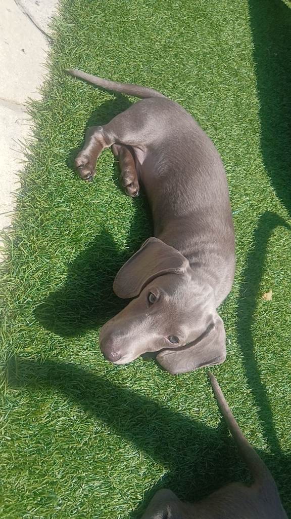 DACHSHUND PUPS FOR SALE MINATURES 12 WEEKS OLD SILVER BOY & CHOCOLATE/TAN BITCH