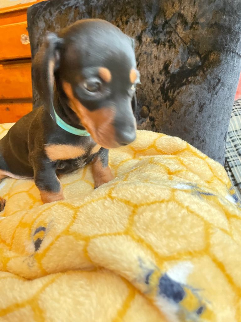 Miniature dachshund puppies ready to leave 6th February 2026