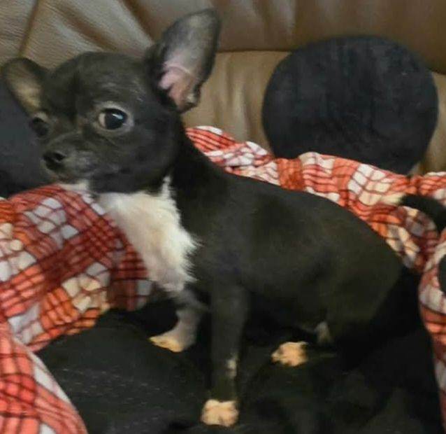 Chihuahuas for sale