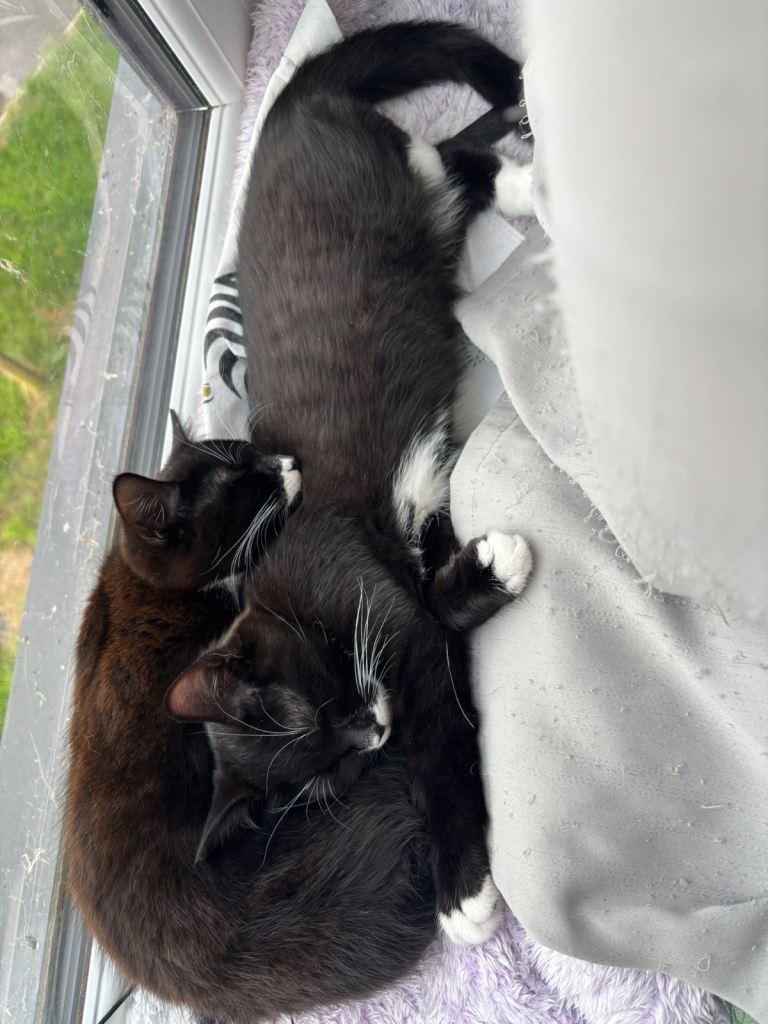 3 kittens 