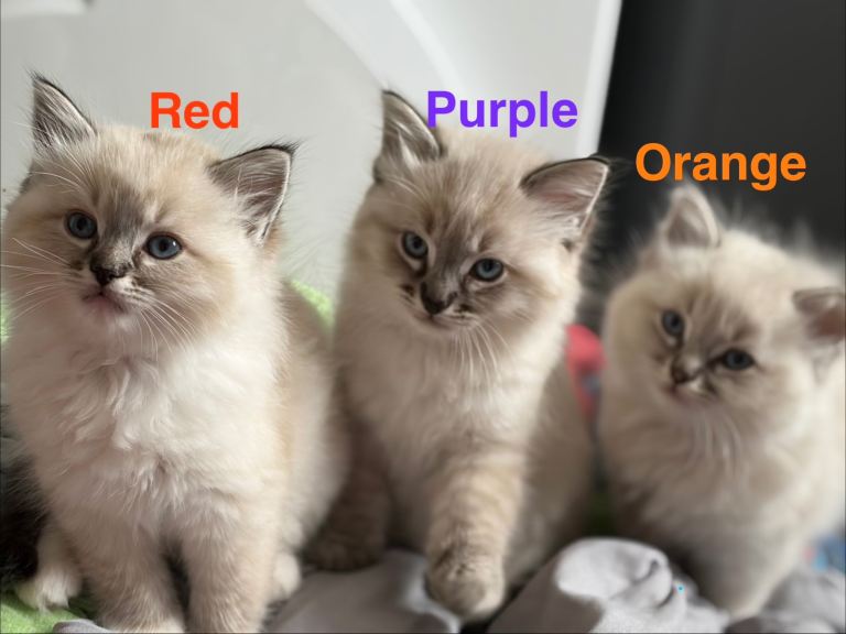 3 male ragdoll kittens 