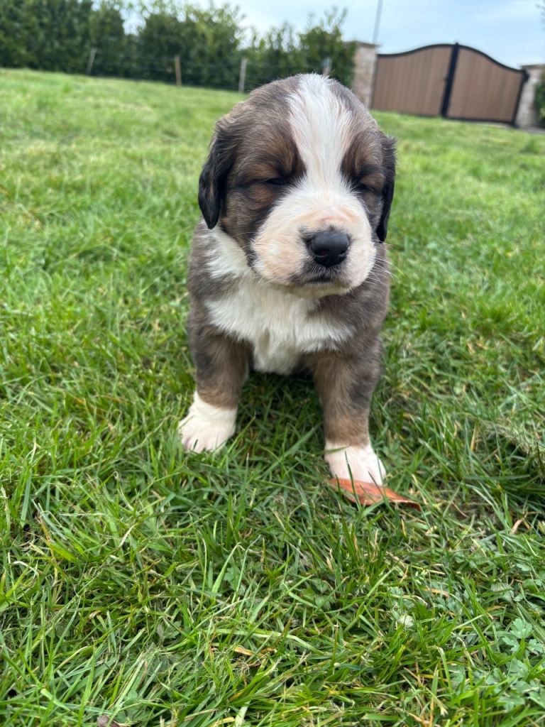 Saint Bernard x Bernese Mountain