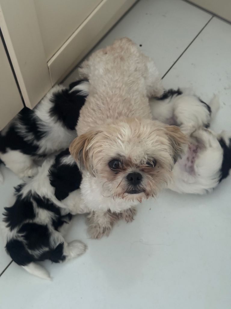 SOLD 2 x male Shih Tzu puppies for sale