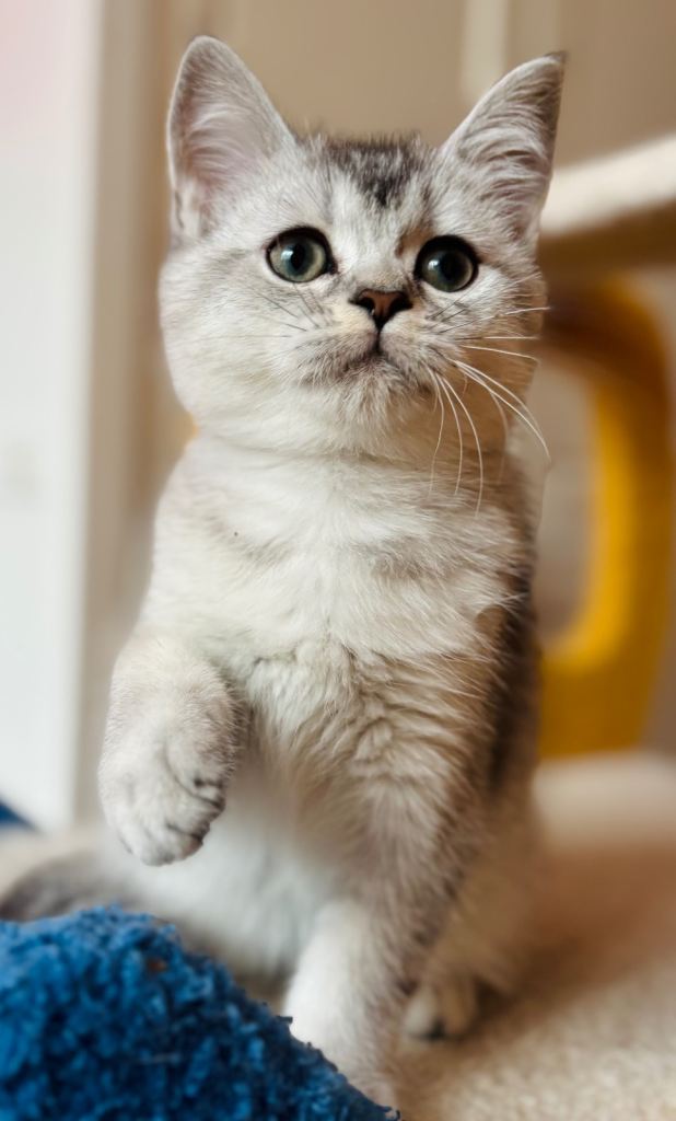 Adorable Kitten – Grey and White