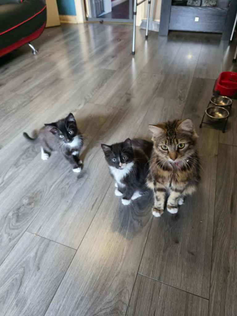 kittens 