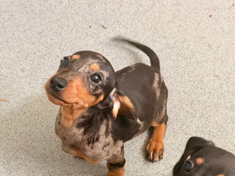 Miniature dachshund puppies 