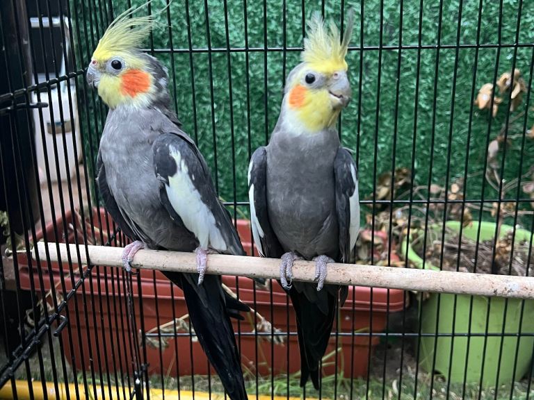 Bonded Pair of Handsome Adult Male Cockatiels for Sale