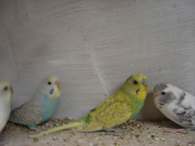 Young budgies for sale