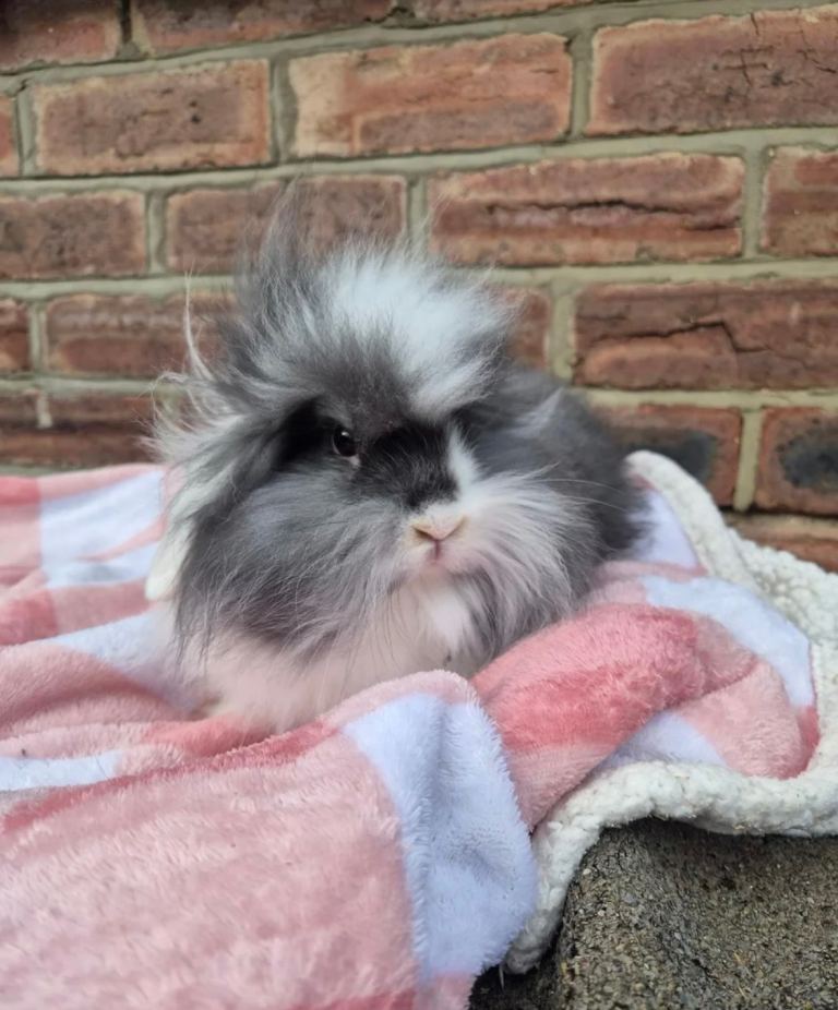 Double maned lionhead