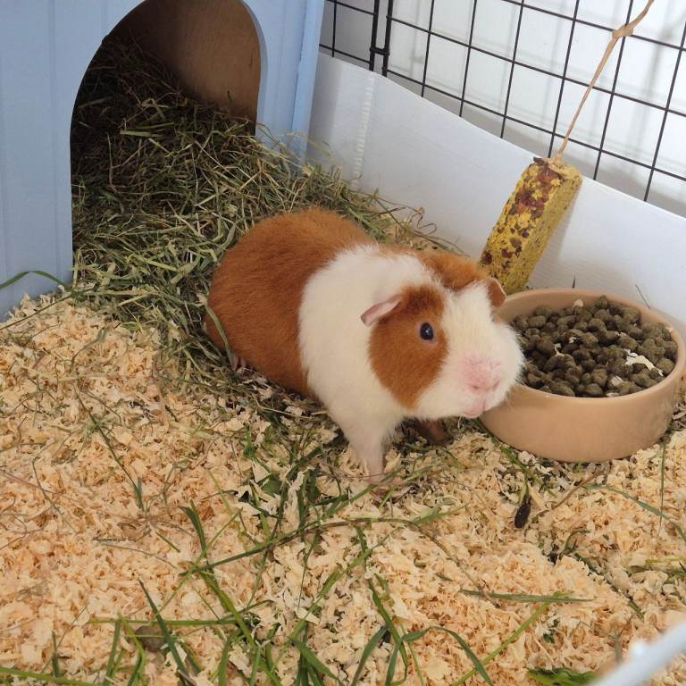 Male teddy guinea pig