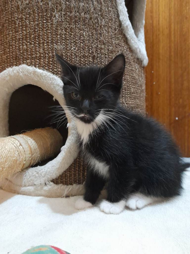 Kittens long-hair male 