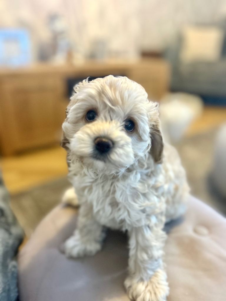 Cavapoochon puppies