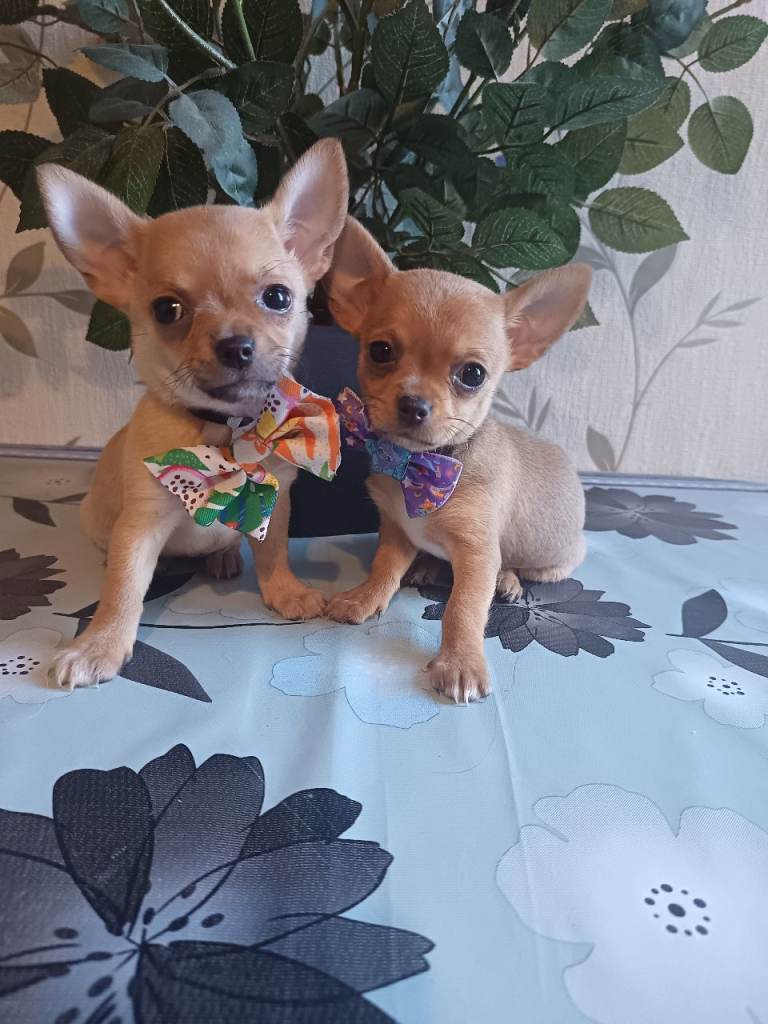 Chihuahua puppies 