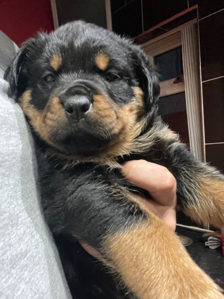 Rottweiler x Rottweiler x Akita 