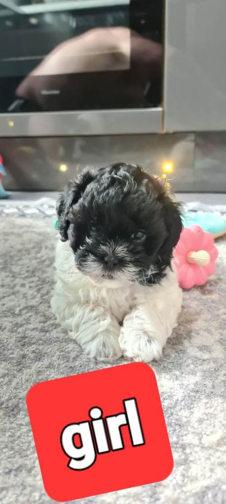 Ready to leave now beautiful shihpoo pup