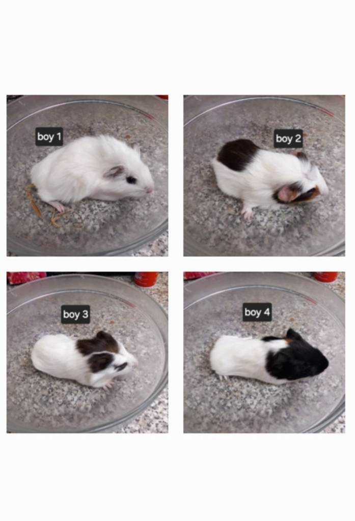 Baby boy guinea pigs ready now