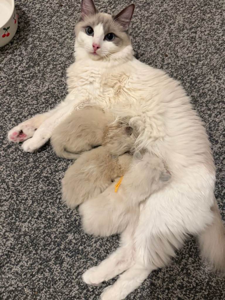 ragdoll kittens 