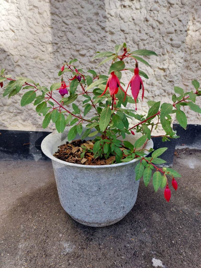 Fuchsia plant with pot - red/purple - well established 