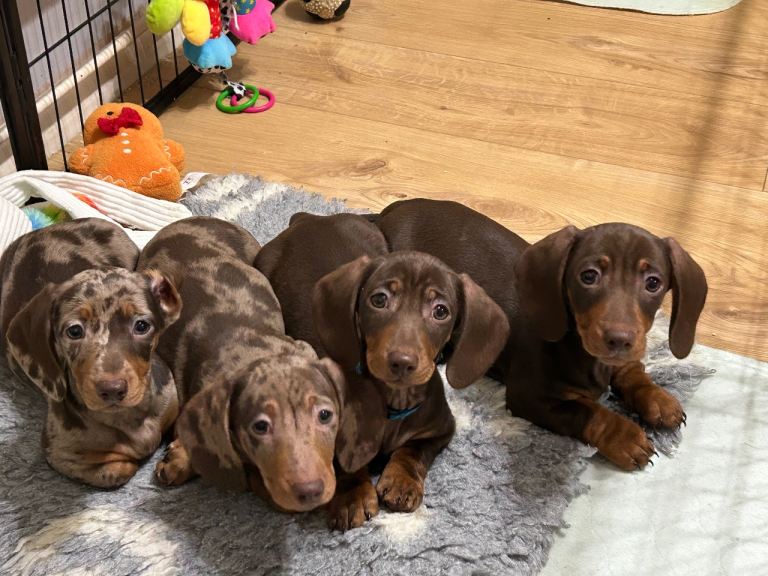 Stunning miniature dachshunds looking for their forever homes