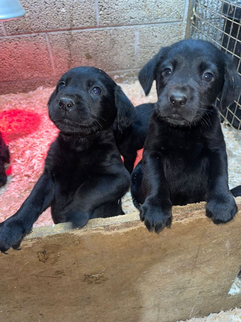 KC black Labrador pups