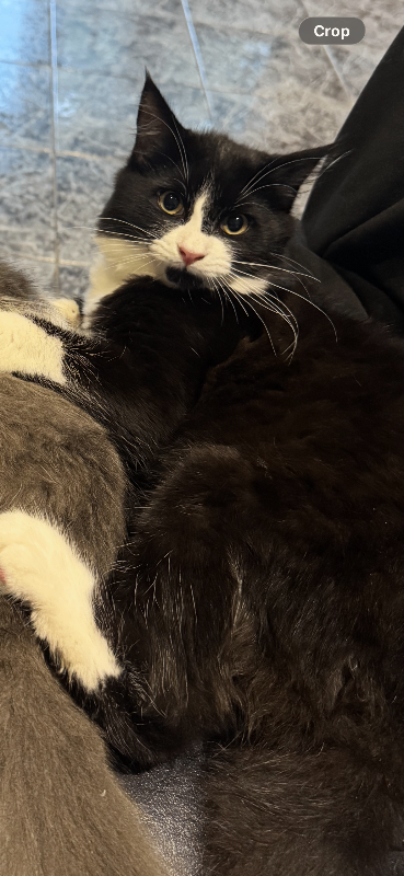 Two beautiful bonded brothers 