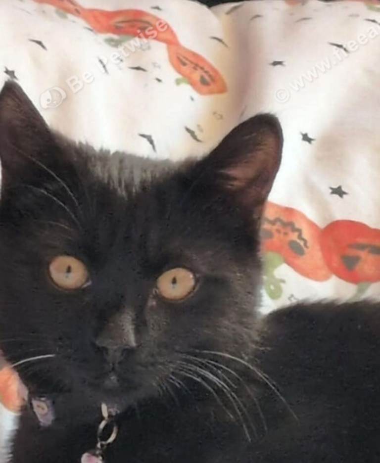 Kitten 