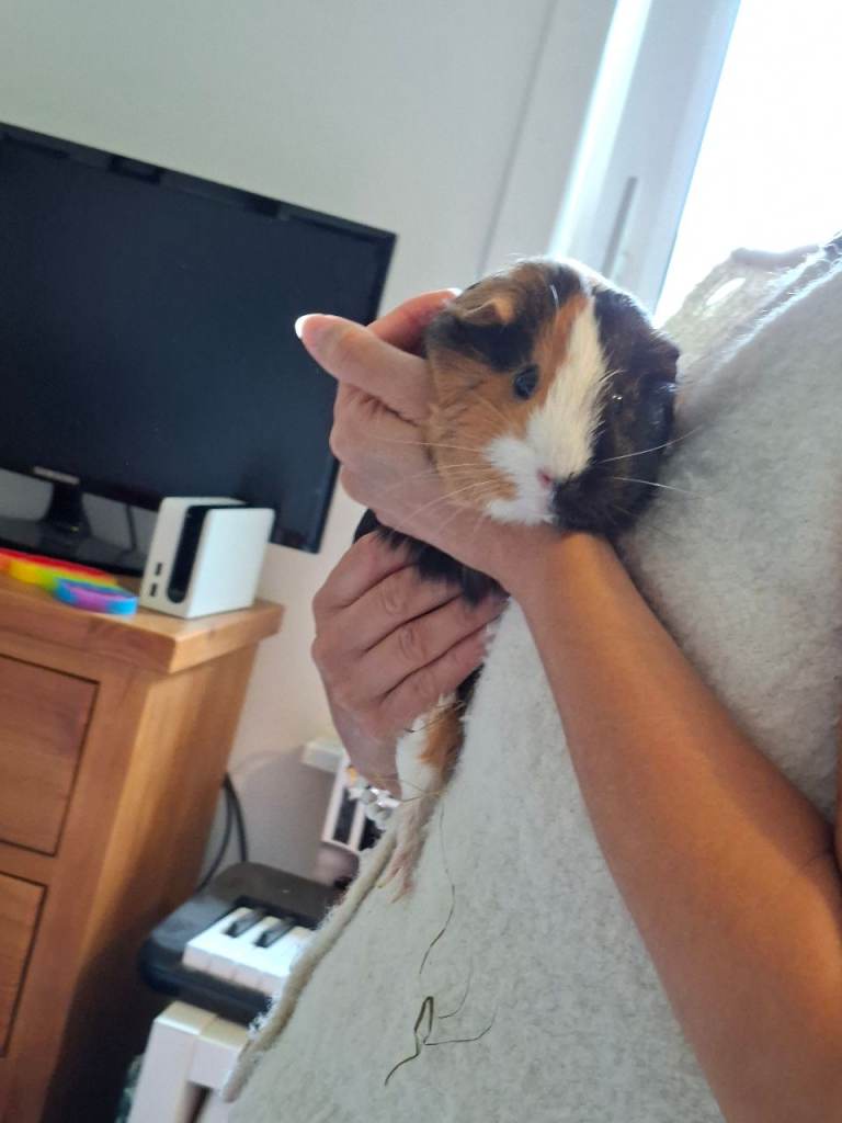 2 guinea pigs 18 months old