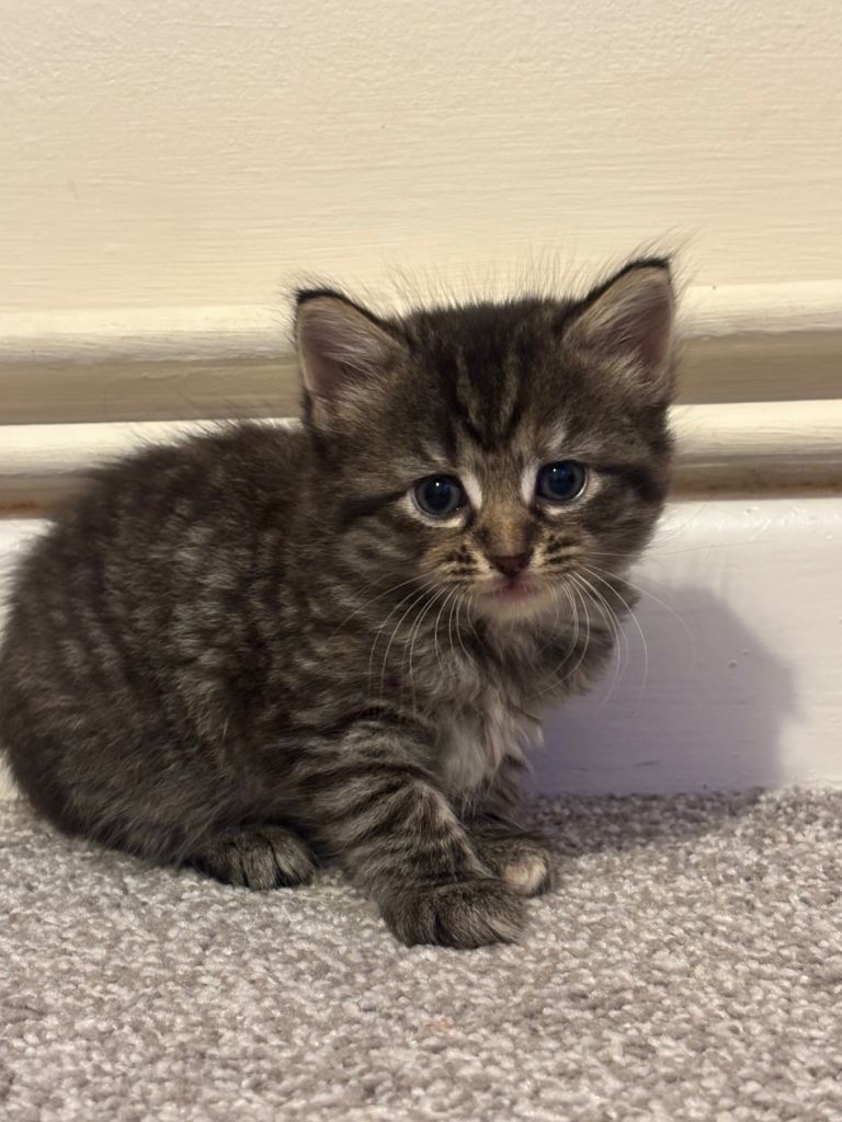 beautiful kittens looking for new homes 