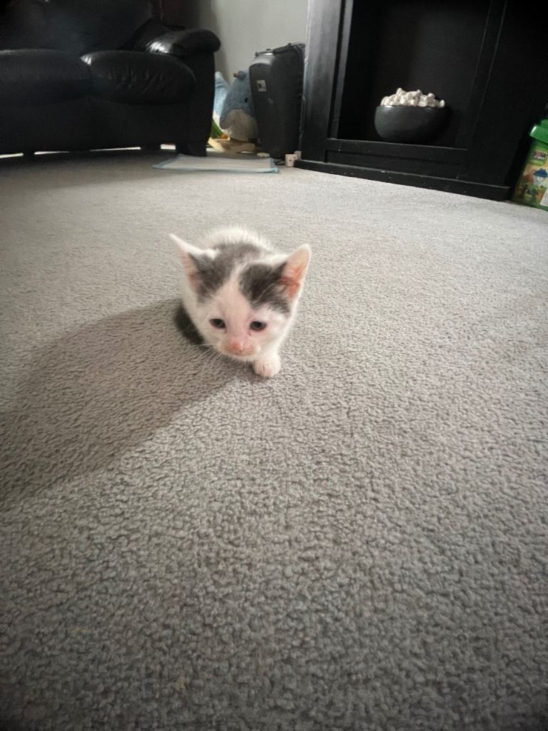 3 gorgeous kittens 