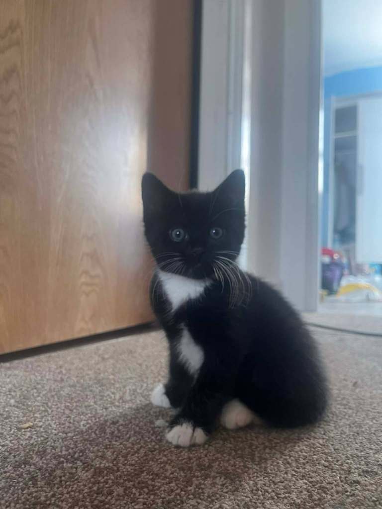 8 week kitten for sale male