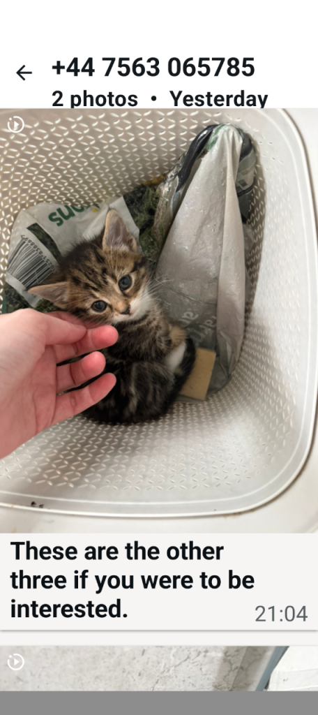 Tabby female kitten 