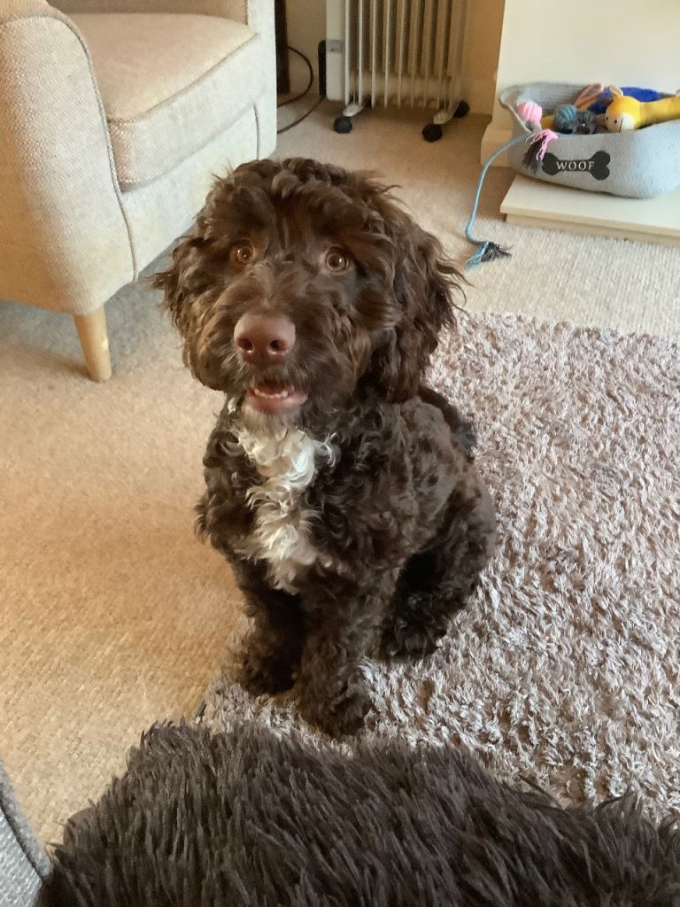 Cockapoo puppy for sale