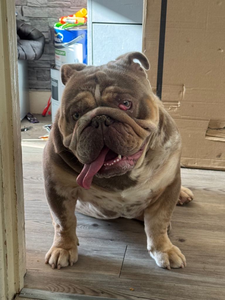 British bulldog 
