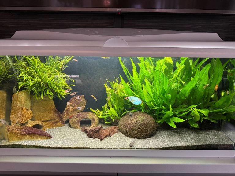 Tropical Fish Tank & Fish