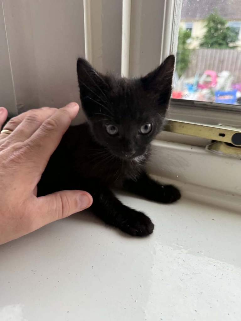  We. Have 1 more kittens for sale xx