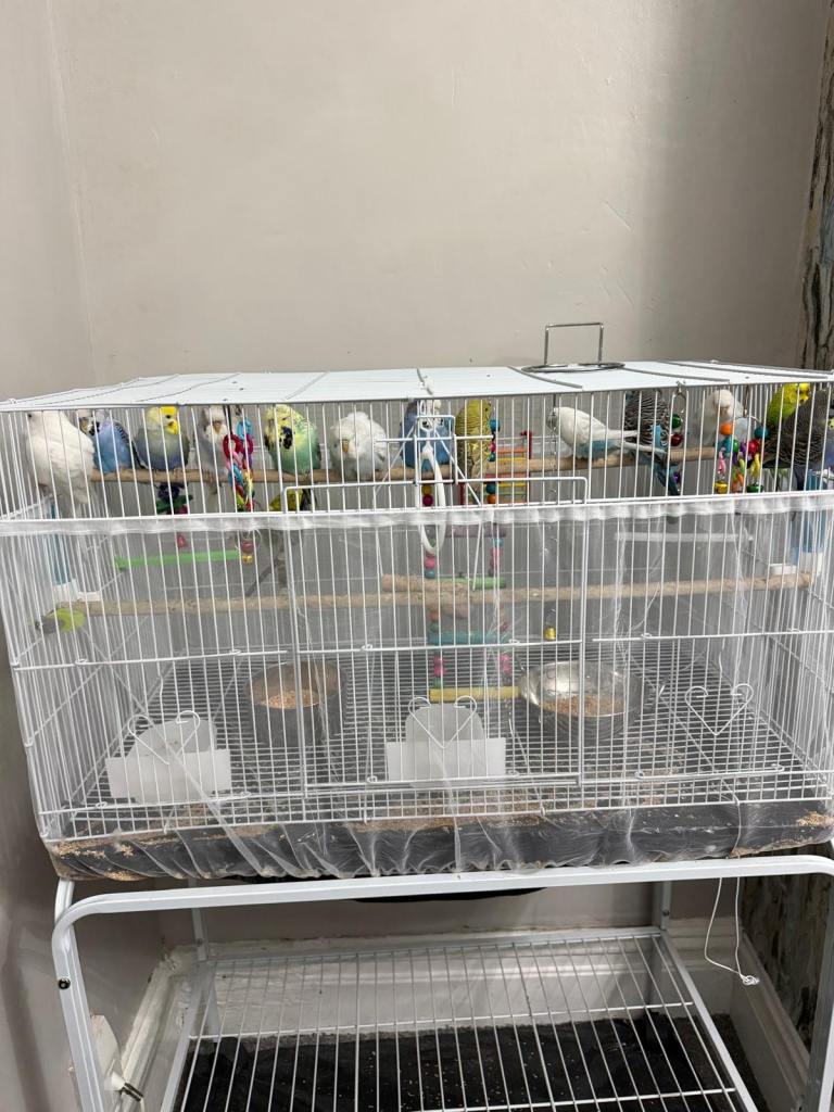 Budgies For sale with cage