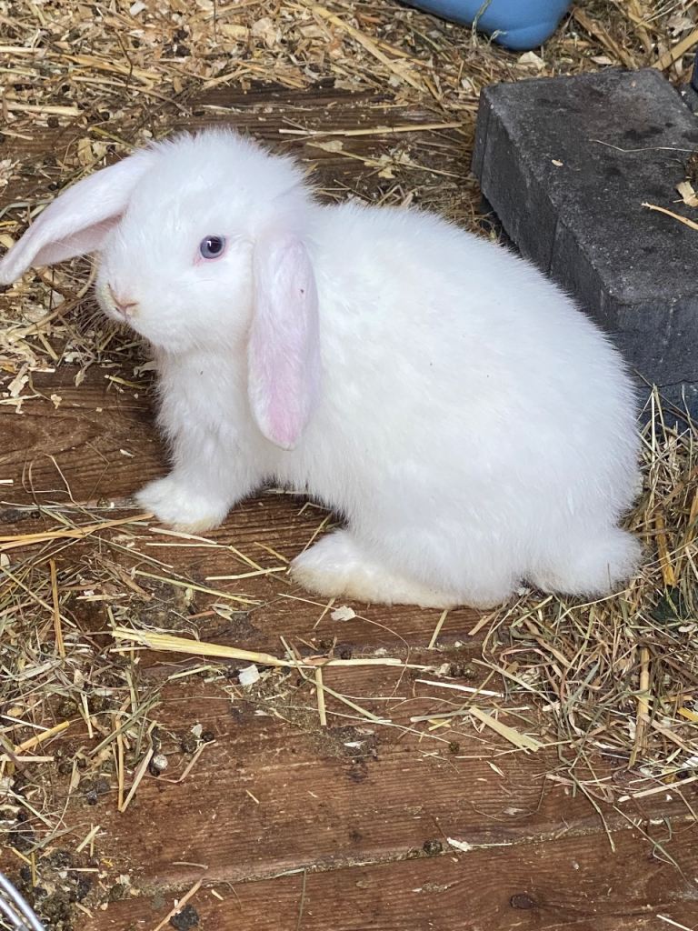 Mini lop Baby Rabbits