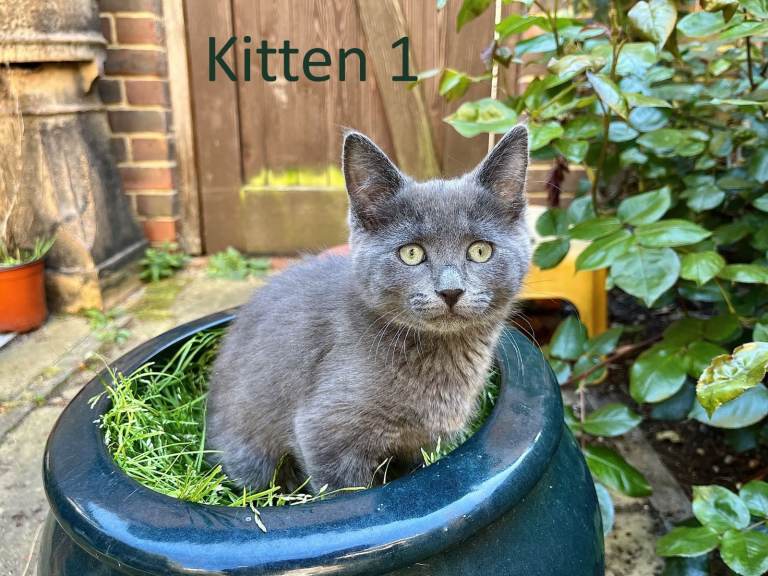 6 Half Ragdoll Kittens for sale