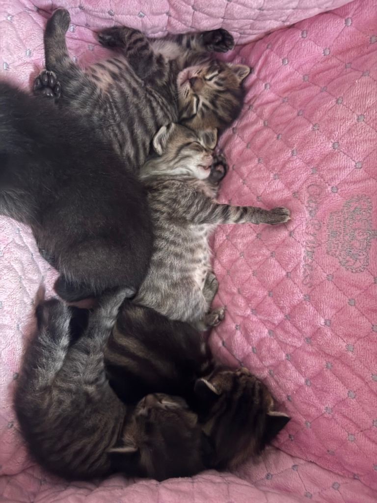 Kittens mixed litter 
