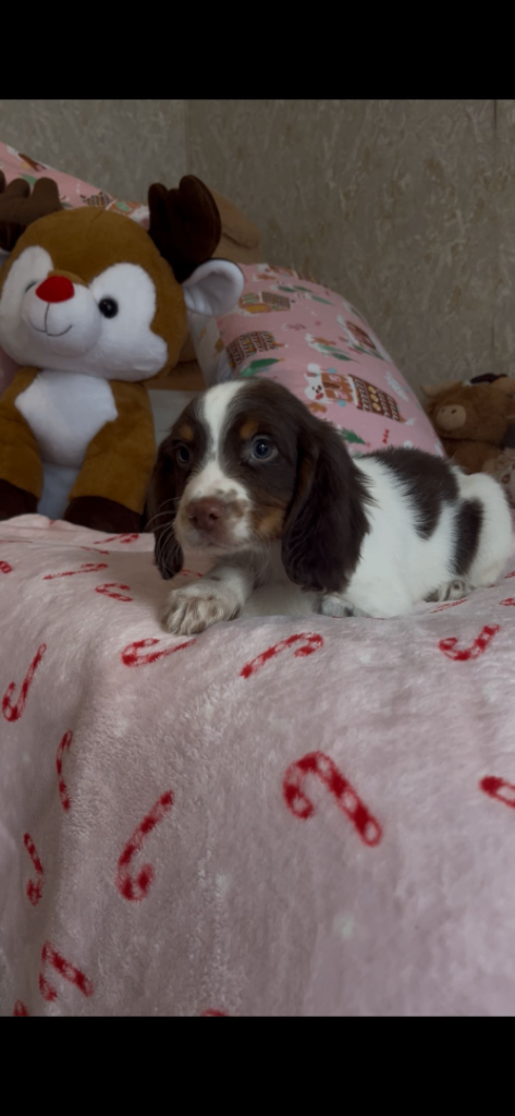 Cocker spaniel puppies