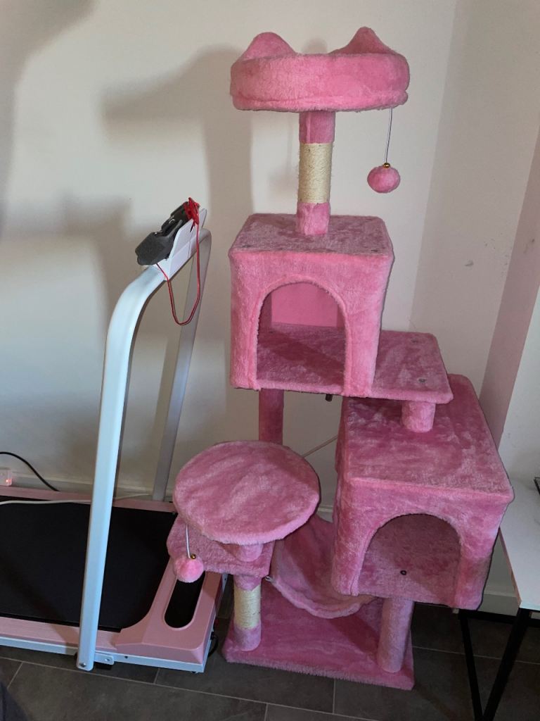 Cat accessories