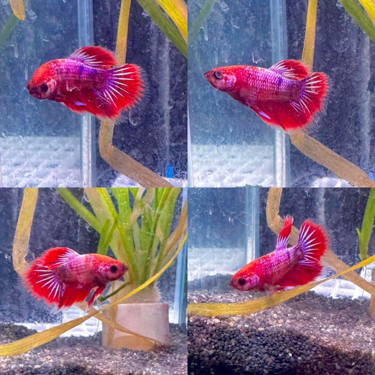 3 young male bettas £15 each