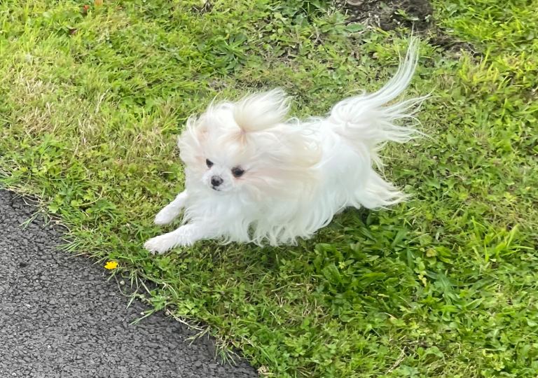 Korean Maltese Girl Looking For Loving Home