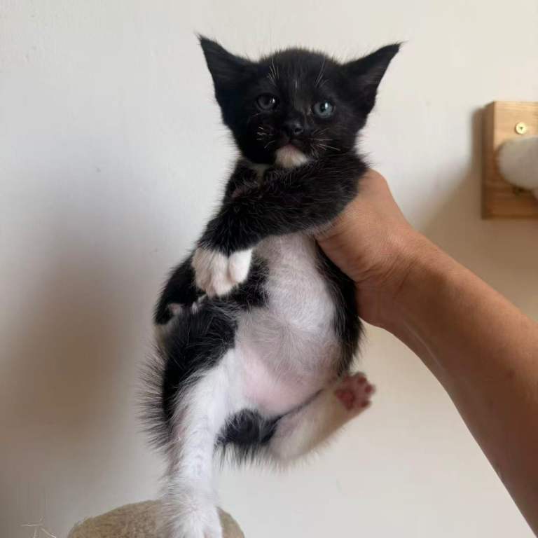 Ragdoll Mix kittens, 5 weeks, they will be ready around 8 weeils.