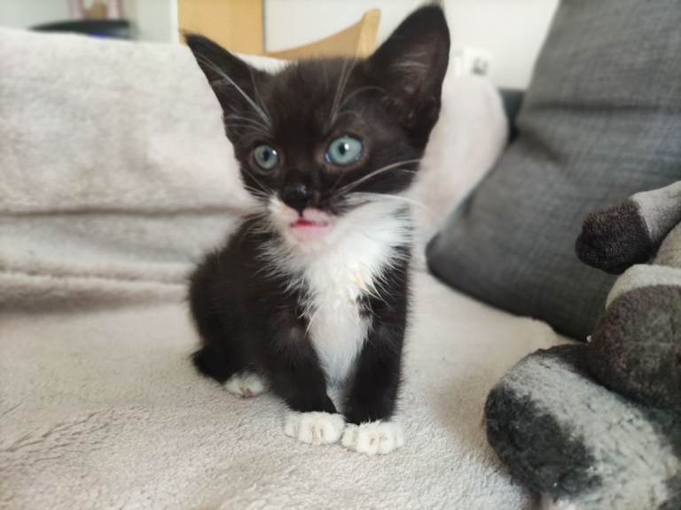 Beautiful and friendly kittens