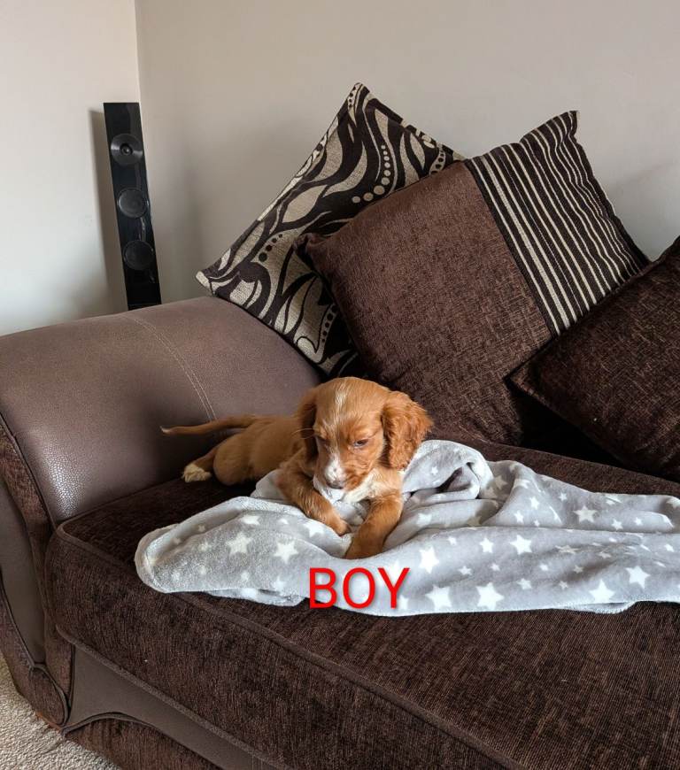 Fox Red Cocker Spaniel Pups