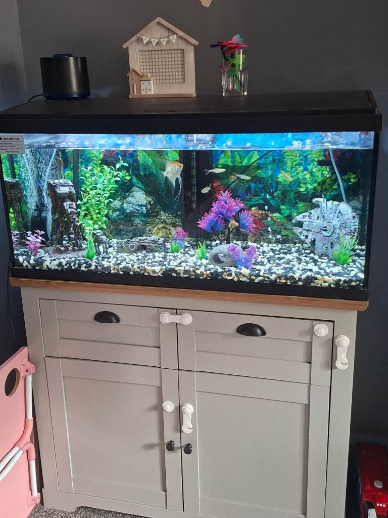 whole fish tank set up 