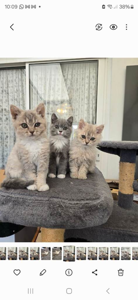 Adorable Kittens 