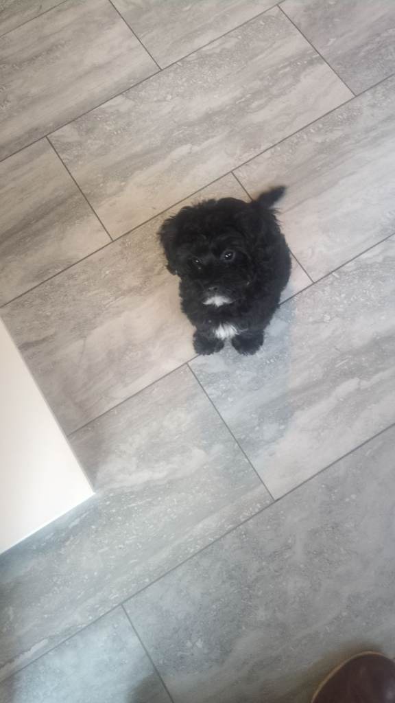 Cavapoo boy for sale 