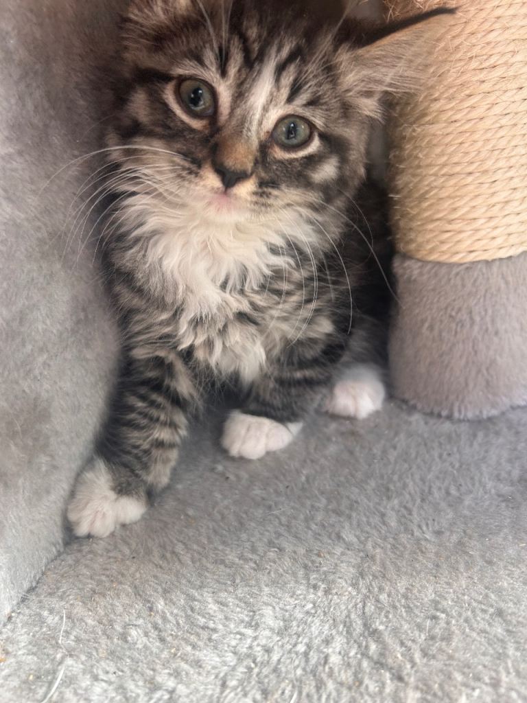 Last 3 available Ragdoll x Maine coon kittens available 